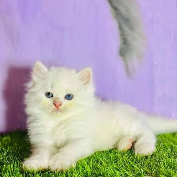 Persian cat | Persian kitten |Triple coated kitten |Eyes color Hazel 1