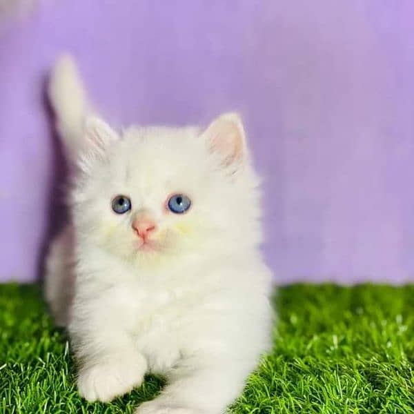 Persian cat | Persian kitten |Triple coated kitten |Eyes color Hazel 2