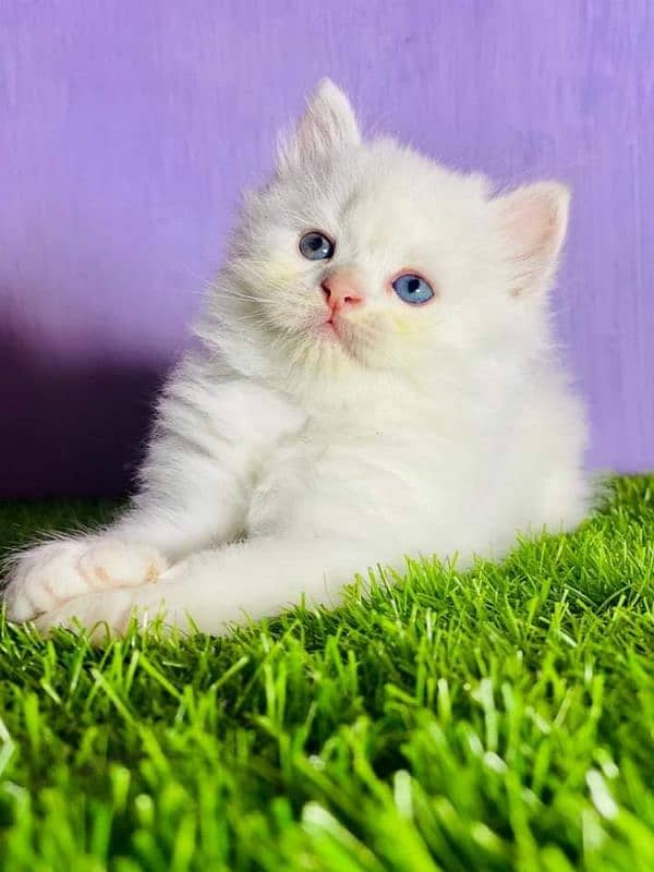 Persian cat | Persian kitten |Triple coated kitten |Eyes color Hazel 3