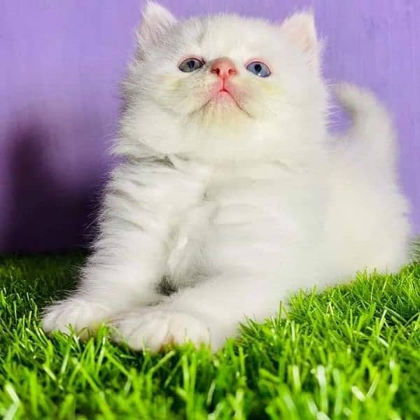 Persian cat | Persian kitten |Triple coated kitten |Eyes color Hazel 4