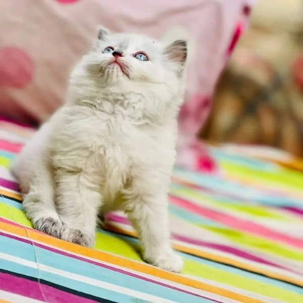 Persian cat | Persian kitten |Triple coated kitten |Eyes color Hazel 11