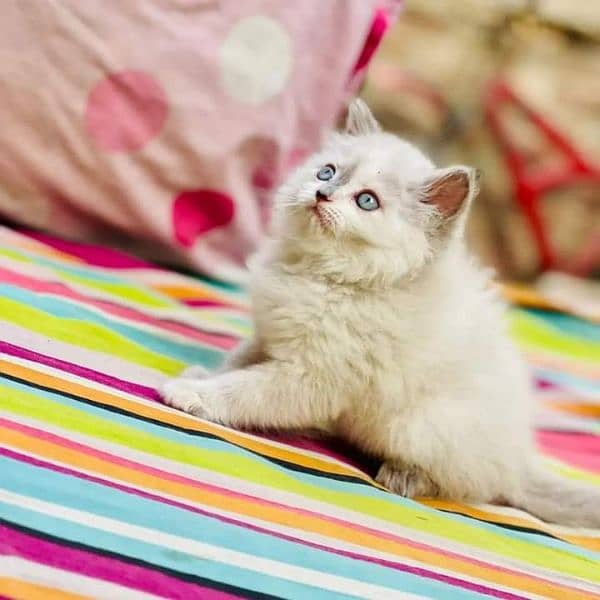 Persian cat | Persian kitten |Triple coated kitten |Eyes color Hazel 13