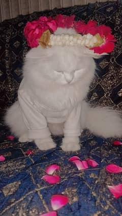 Persian cat