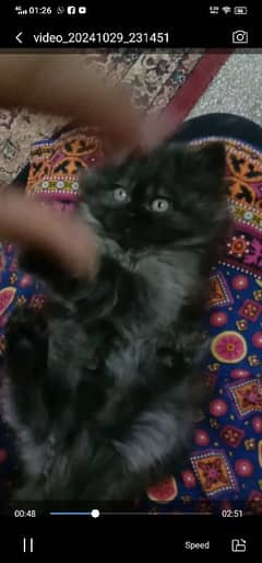 Silver black Persian kittens