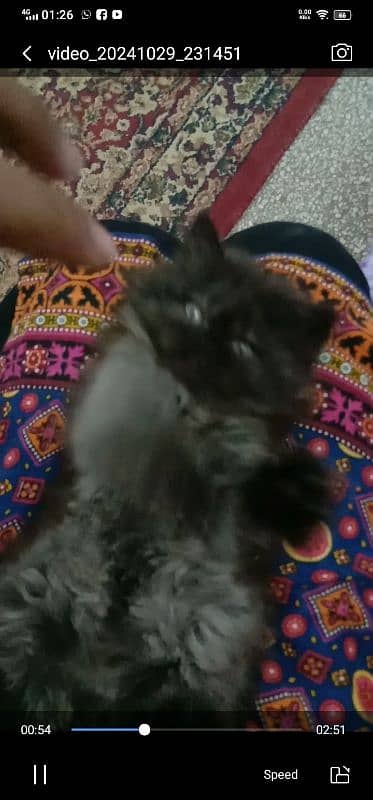 Silver black Persian kittens 1