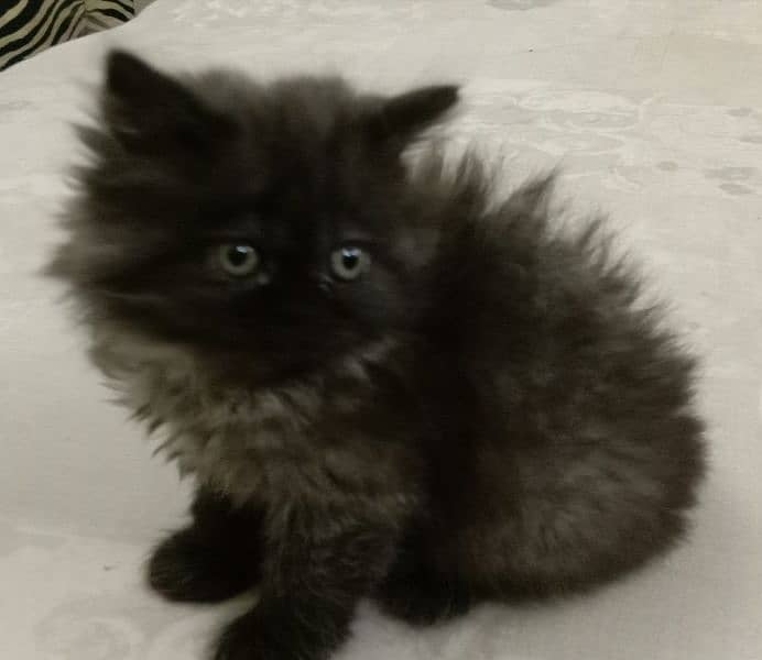 Silver black Persian kittens 2