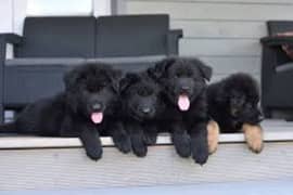 Pedigree long coat Black German shepherd puppies for sale