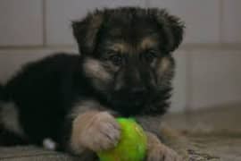 German shepherd puppies for sale