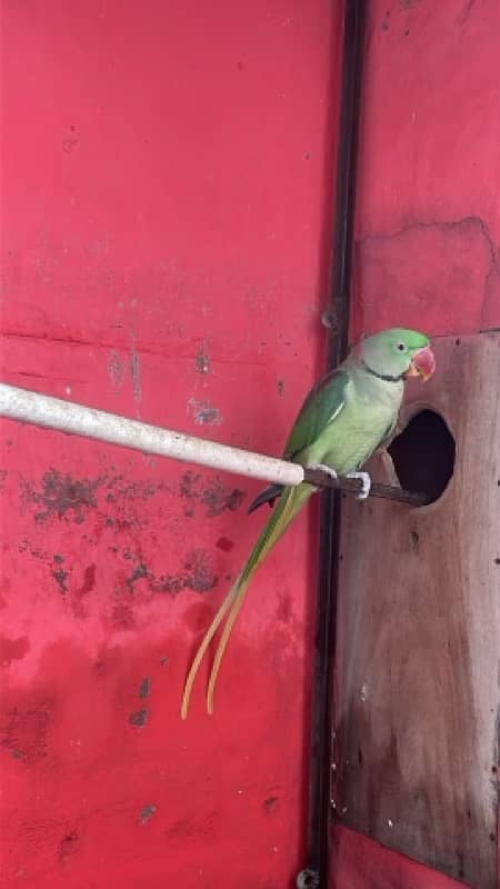 Raw Parrot Hand Tamed For sale 0