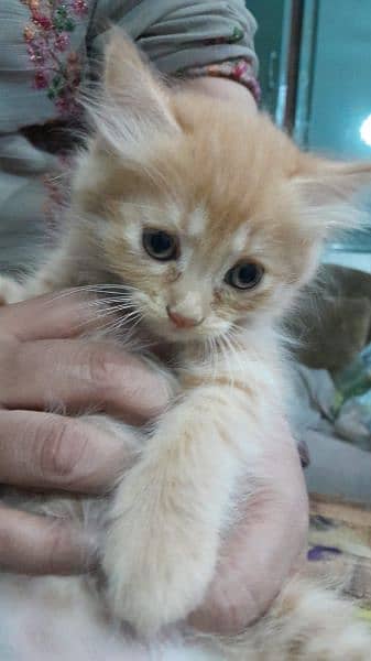 Kitten@Persian cat@Persianmalecat@Cat@Persian kitten@shinnyeye@perisan 0