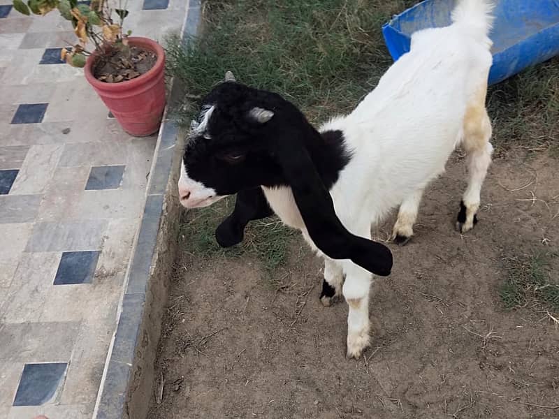 Bakra for sale 0