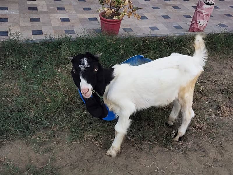 Bakra for sale 1