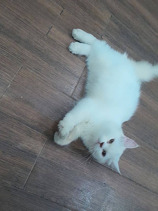 Persian cute white male kitten 0