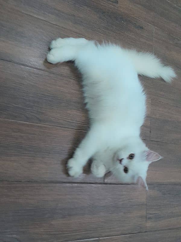 Persian cute white male kitten 1