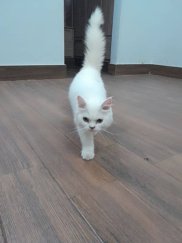 Persian cute white male kitten 2