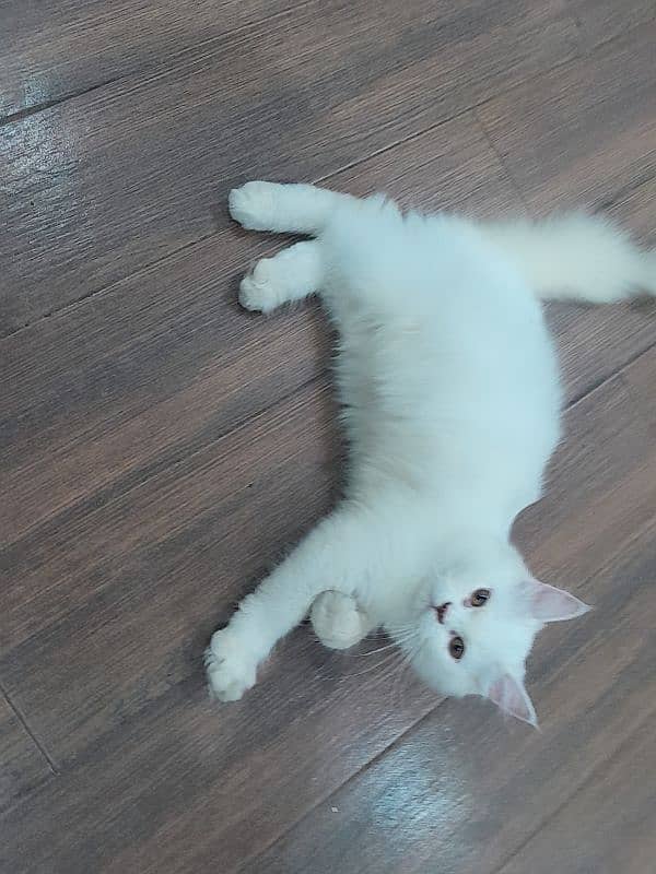 Persian cute white male kitten 4