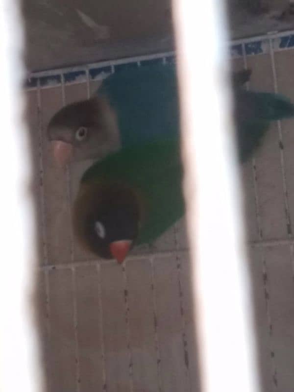 I m selling my lovebirds,,budgies pairs and 2 caught 8 portions 1