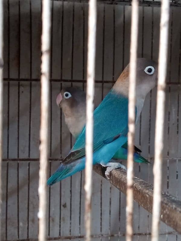 I m selling my lovebirds,,budgies pairs and 2 caught 8 portions 2