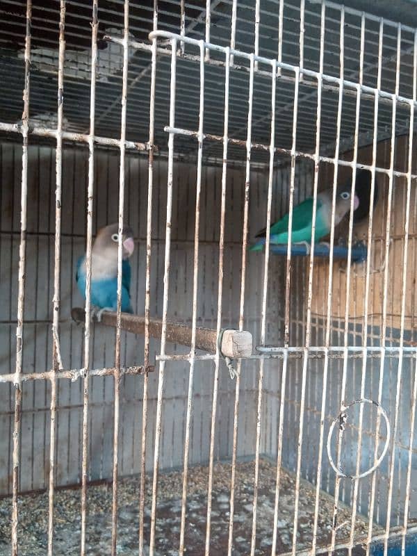 I m selling my lovebirds,,budgies pairs and 2 caught 8 portions 3