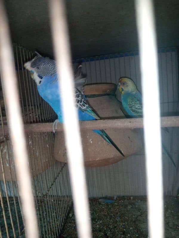 I m selling my lovebirds,,budgies pairs and 2 caught 8 portions 6