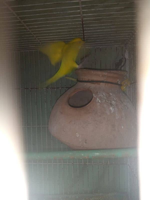 I m selling my lovebirds,,budgies pairs and 2 caught 8 portions 7