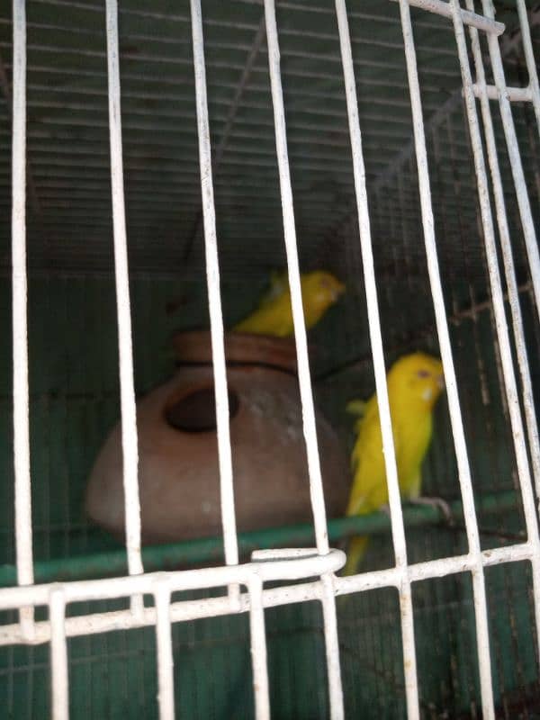 I m selling my lovebirds,,budgies pairs and 2 caught 8 portions 8