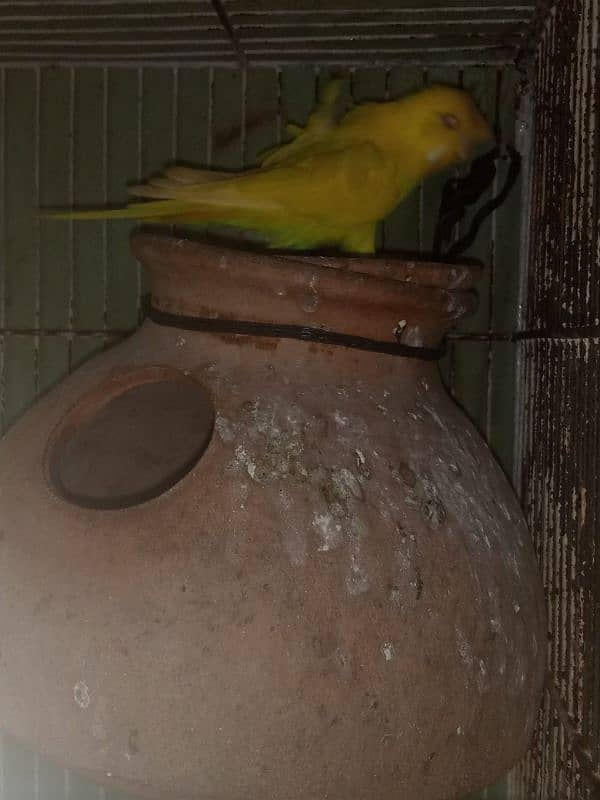 I m selling my lovebirds,,budgies pairs and 2 caught 8 portions 9