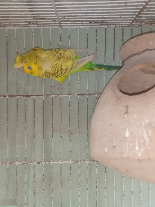 I m selling my lovebirds,,budgies pairs and 2 caught 8 portions 10