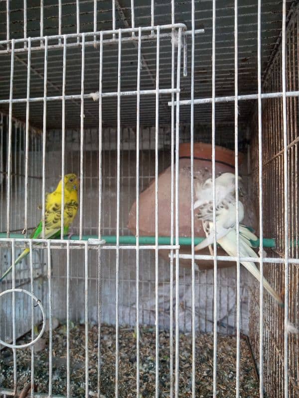 I m selling my lovebirds,,budgies pairs and 2 caught 8 portions 12