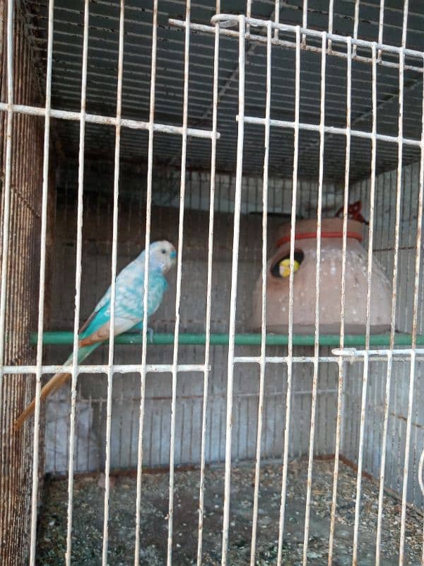 I m selling my lovebirds,,budgies pairs and 2 caught 8 portions 13