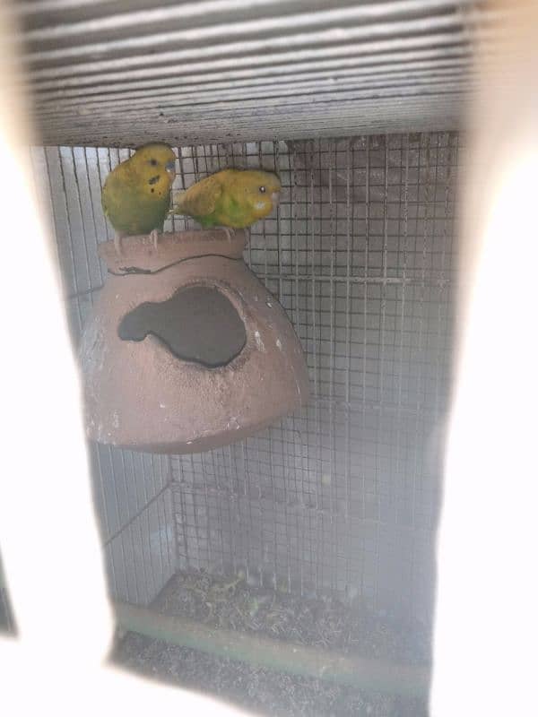 I m selling my lovebirds,,budgies pairs and 2 caught 8 portions 14