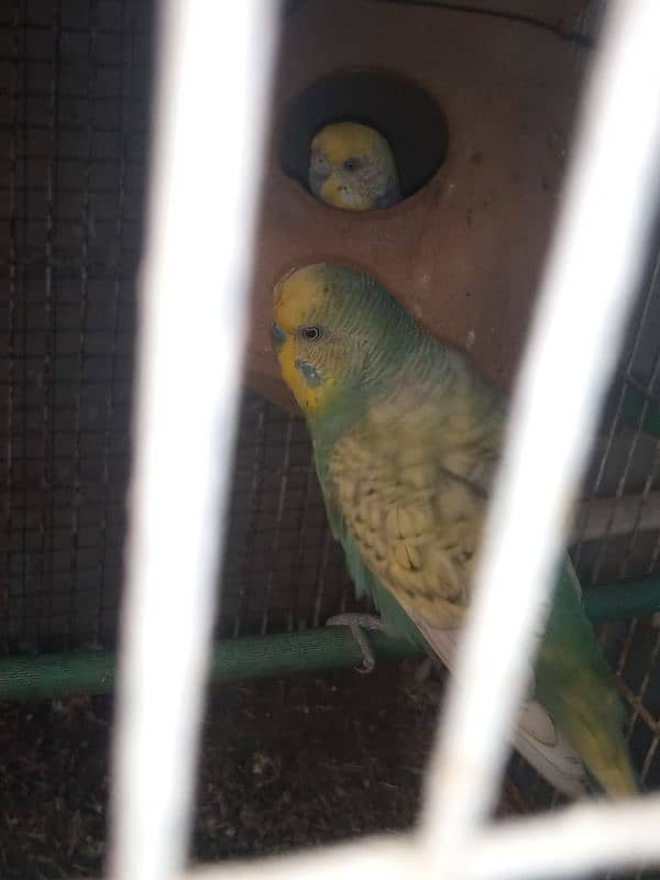 I m selling my lovebirds,,budgies pairs and 2 caught 8 portions 15