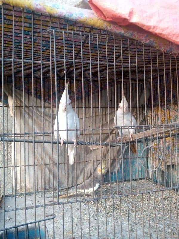 I m selling my lovebirds,,budgies pairs and 2 caught 8 portions 18