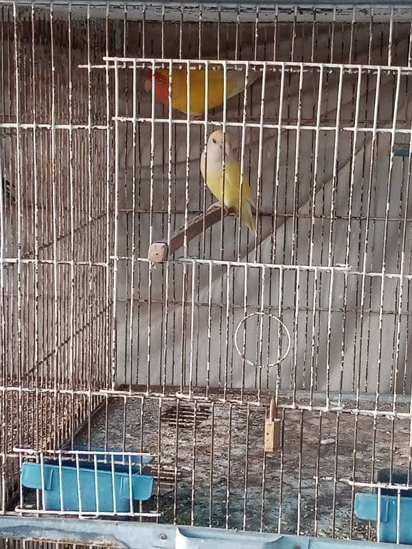 I m selling my lovebirds,,budgies pairs and 2 caught 8 portions 19