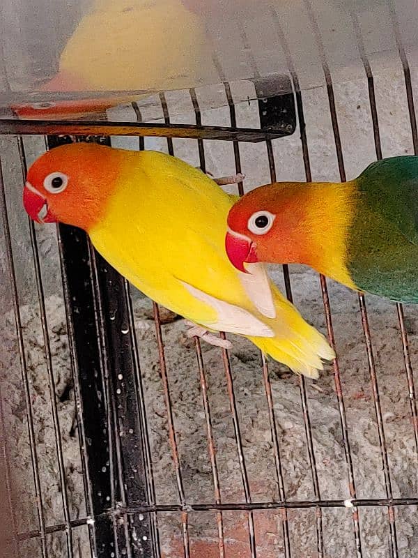 Love Bird Breder Pair. All Birds Ready to Breed 0