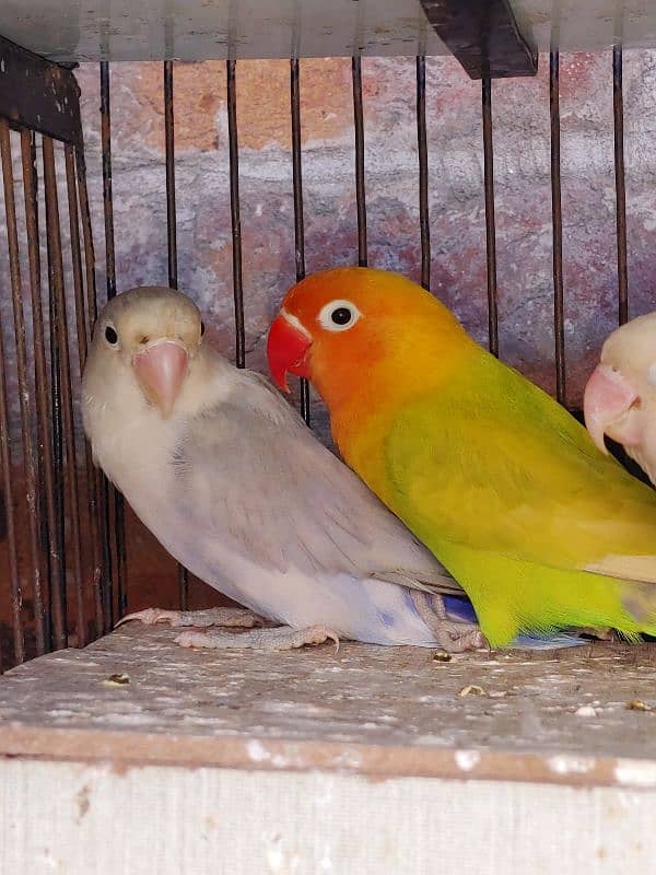 Love Bird Breder Pair. All Birds Ready to Breed 11