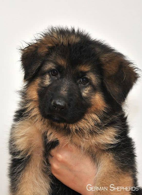 German shepherd puppies available for sale 0