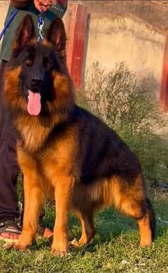 German shepherd long coat male for sale