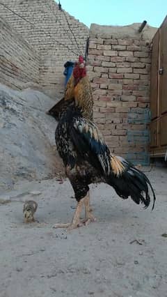 available all kinds of chicks and hens and murgha