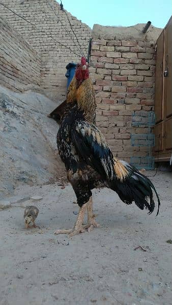 available all kinds of chicks and hens and murgha 0