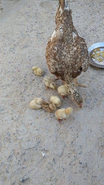 available all kinds of chicks and hens and murgha 3