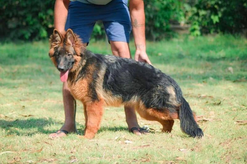 German Shepherd Pedigree Long coated Female 4 months 0