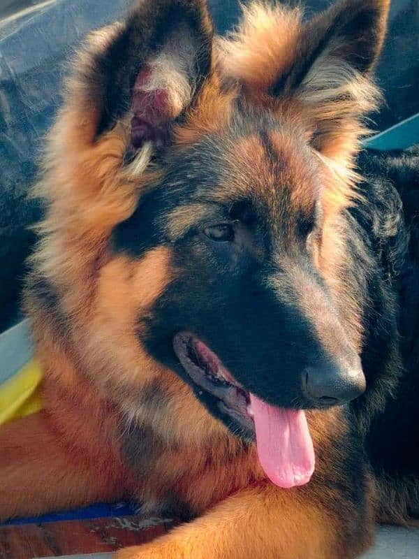 German Shepherd Pedigree Long coated Female 4 months 1