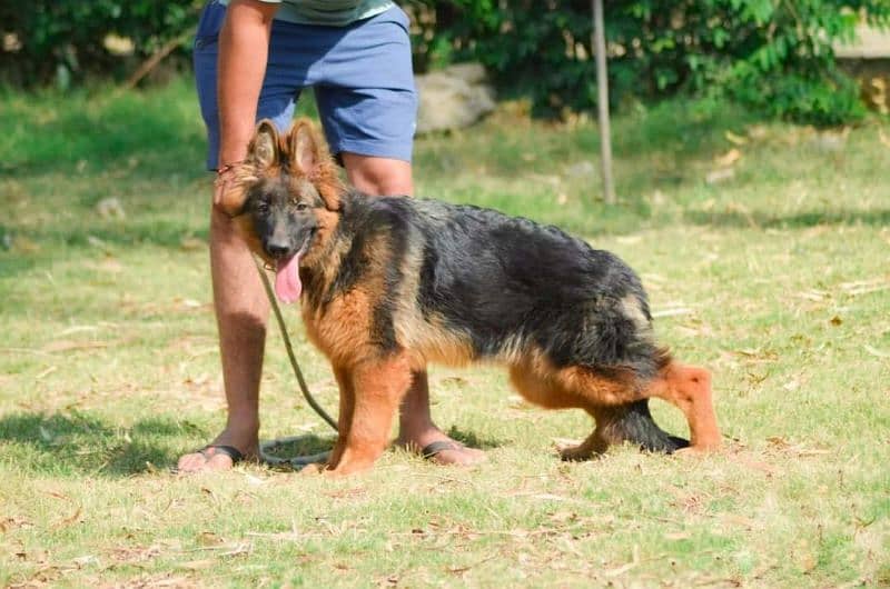 German Shepherd Pedigree Long coated Female 4 months 2