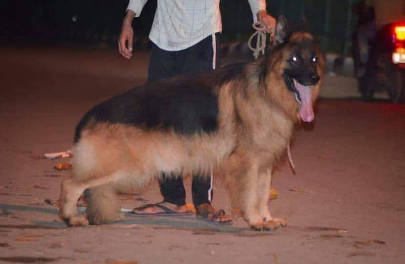 German Shepherd Pedigree Long coated Female 4 months 3