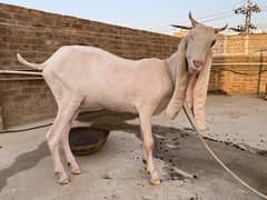 gulabi bakri urgent sale