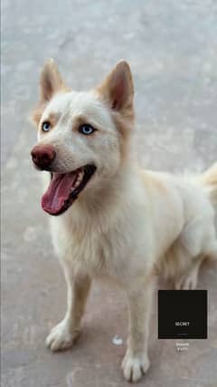 Siberian Husky White Female