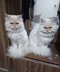 2 persion kittens