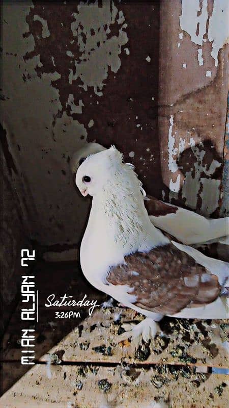 fancy pigeon 0