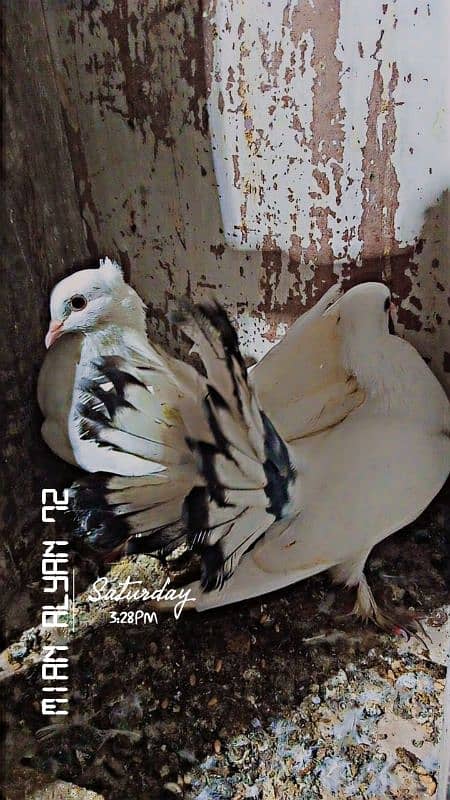 fancy pigeon 1